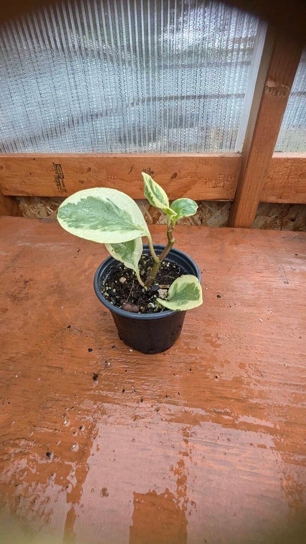 Pepperomia Obtusifolia 'Variegata' 4" pot