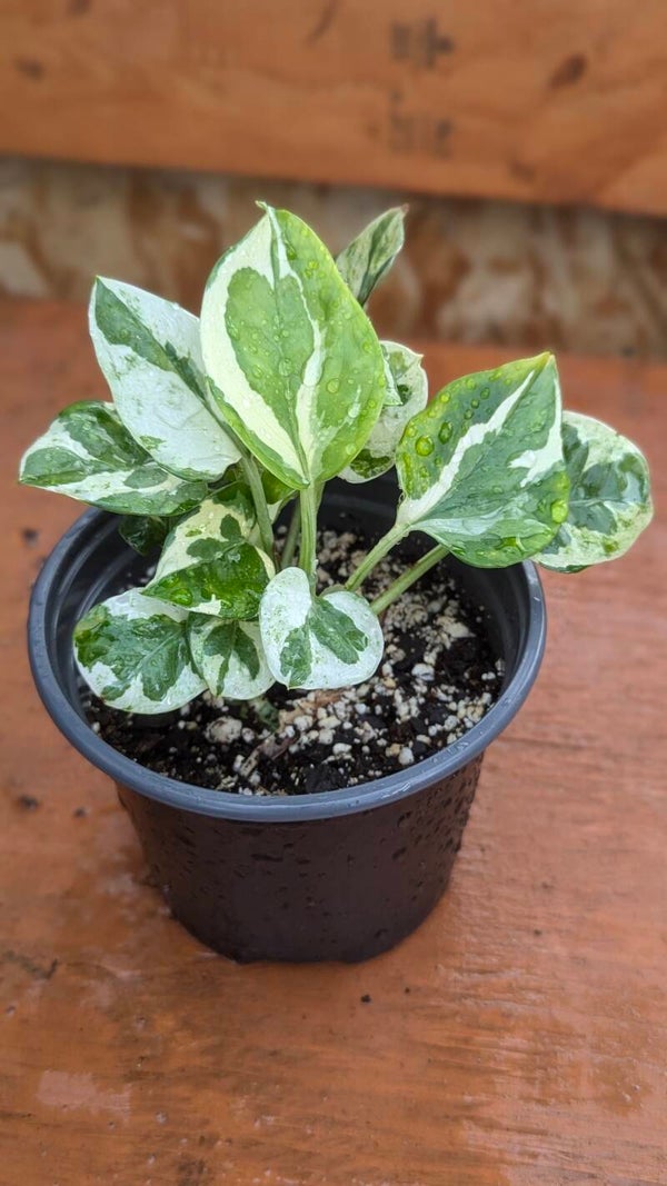 'N'Joy' Pothos (Epipremnum aureum)