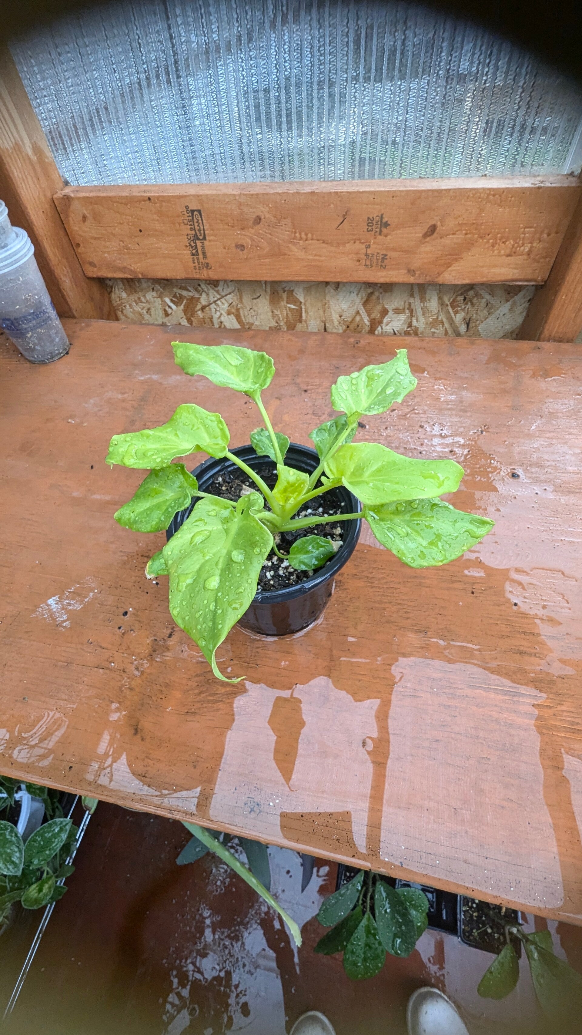 Philodendron - Golden Ring of Fire