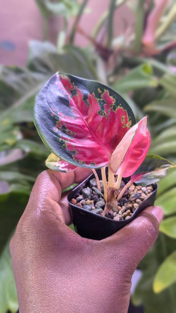 Aglaonema Suksom Jaipong