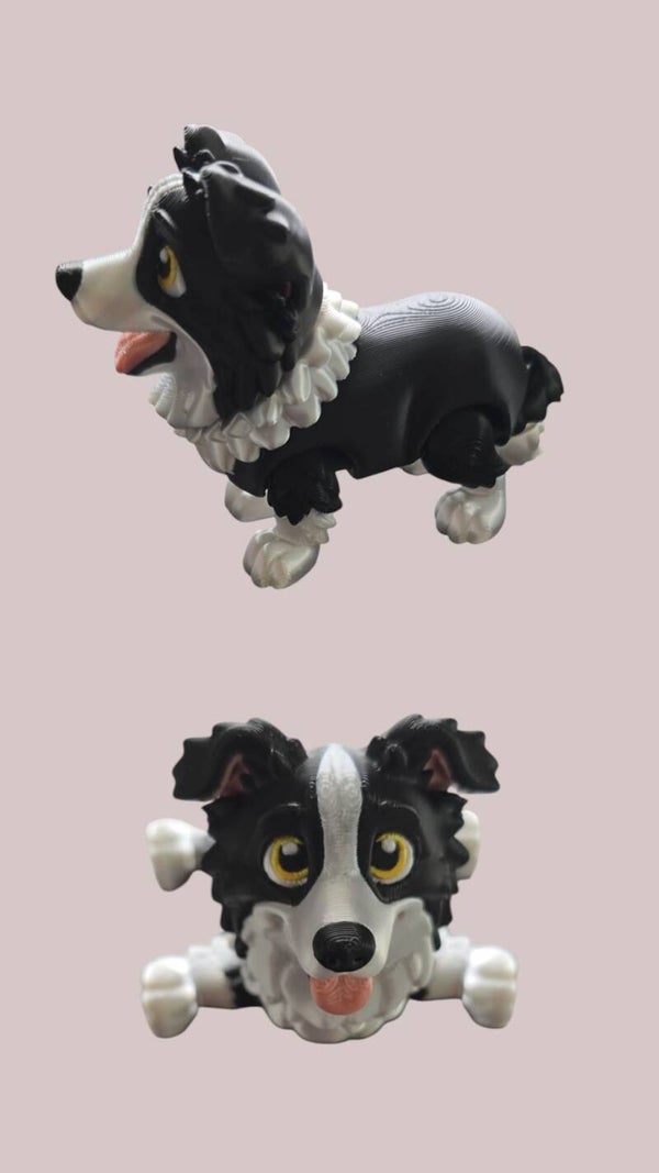 Pies Border Collie