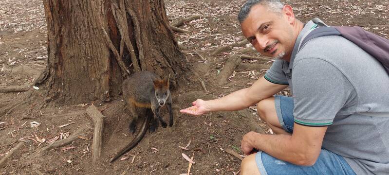 l'animale simbolo australiano: il canguro