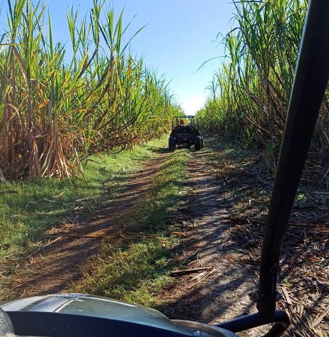 In buggy tra le piantagioni di canna da zucchero