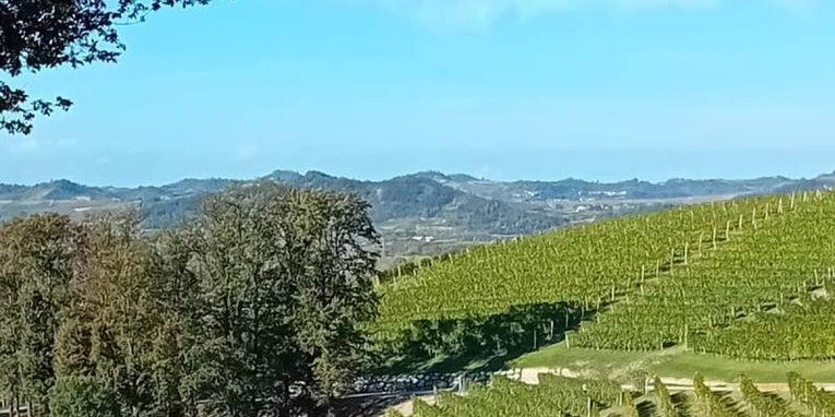 Aziende vinicole piemontesi