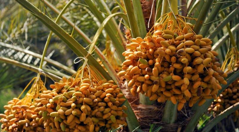 palme da dattero egiziane