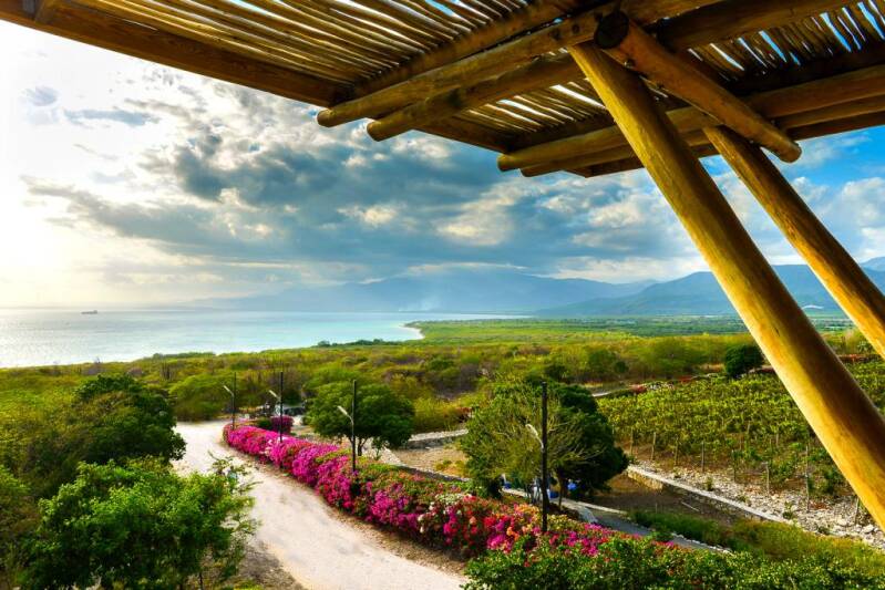 vigneti dominicani e dove trovarli