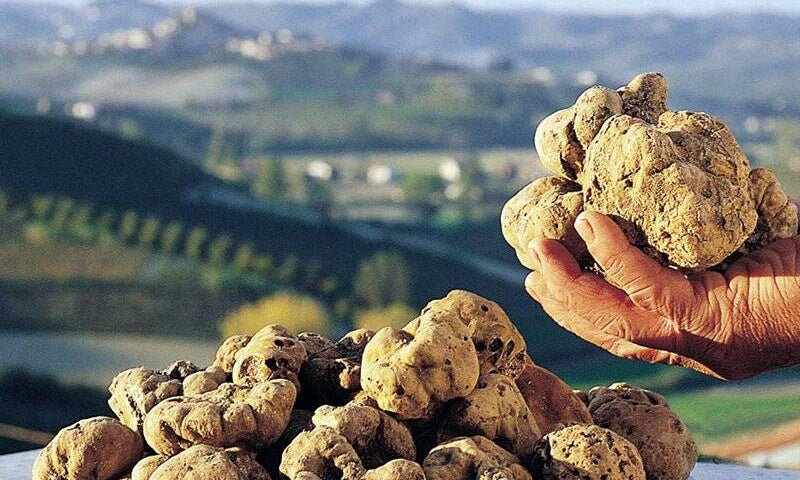 eccellenza piemontese: il tartufo