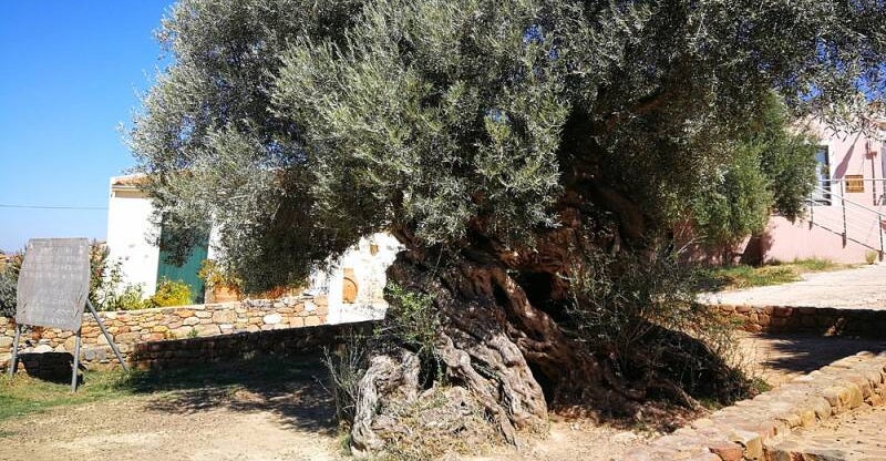 gli ulivi secolari della grecia