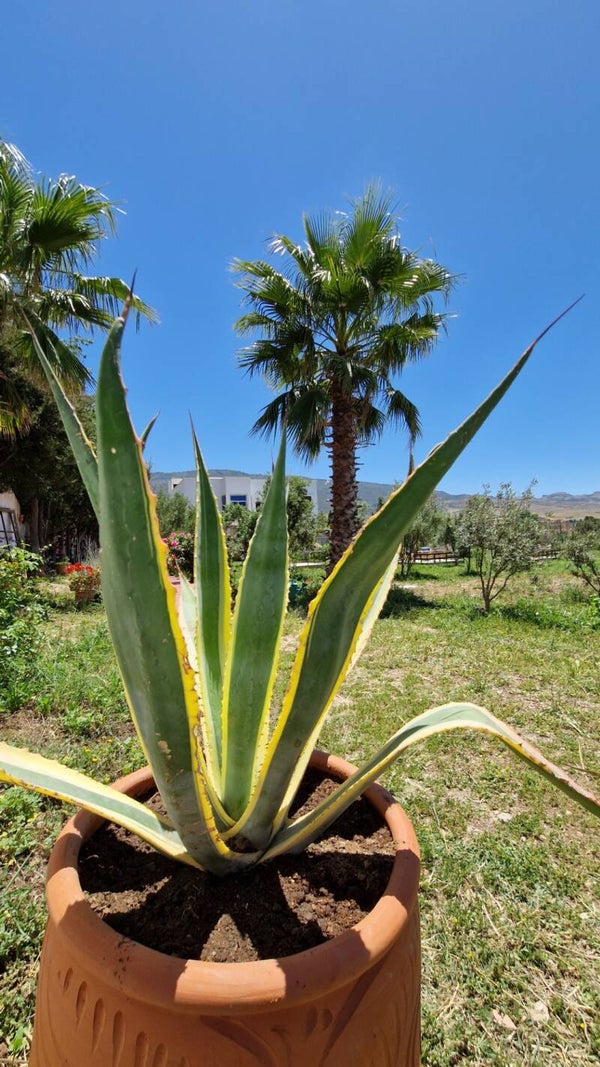 jardin