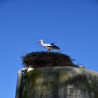 dsc_2427jpg-1.jpg