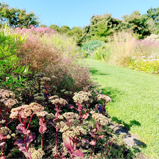 Blick auf die Stauden- und Gräserbeete in der Gartenanlage Vlinderhof im Maximapark in Utrecht. (Foto: Dorothea Fischer)