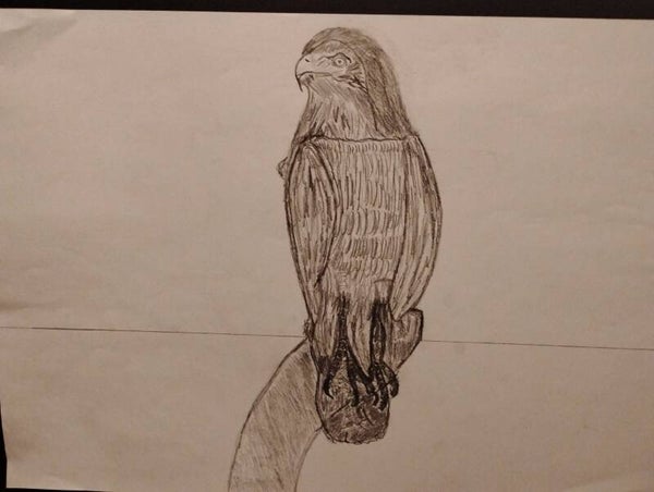 eagle sketch