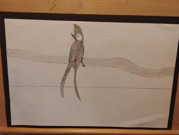 bird sitting on a branch