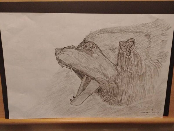 big bear head sketch
