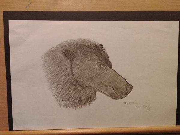 black bear head sketch
