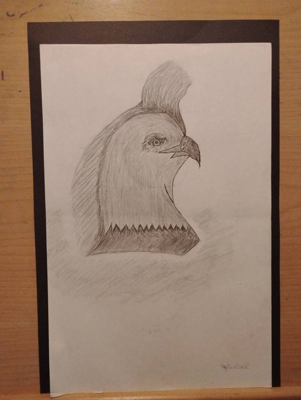 bird head sketch