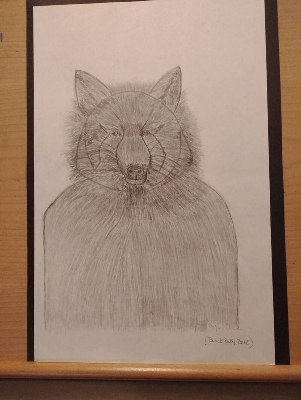 baby black bear sketch