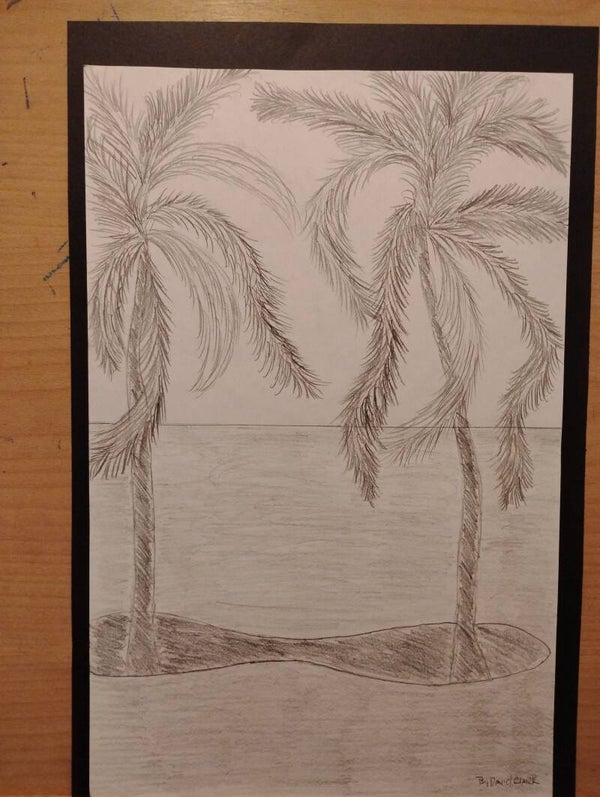 island palm trees