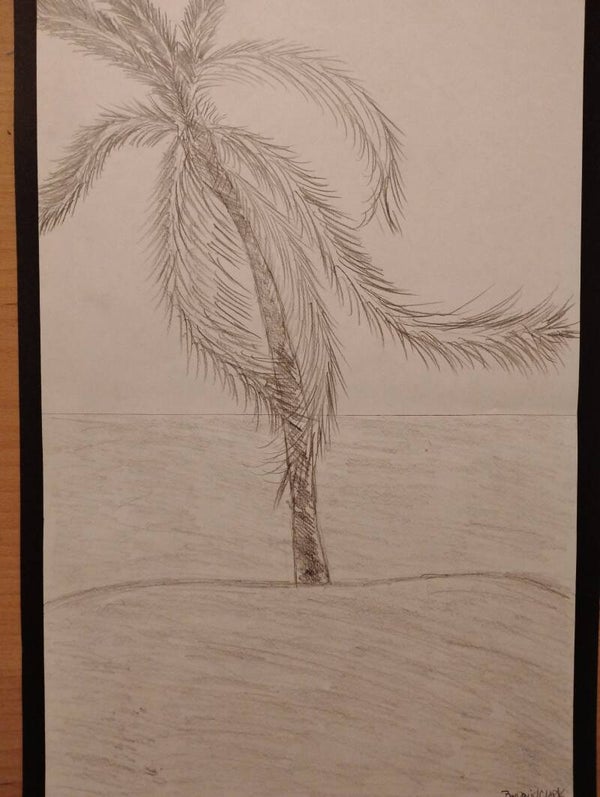 island palm tree 4