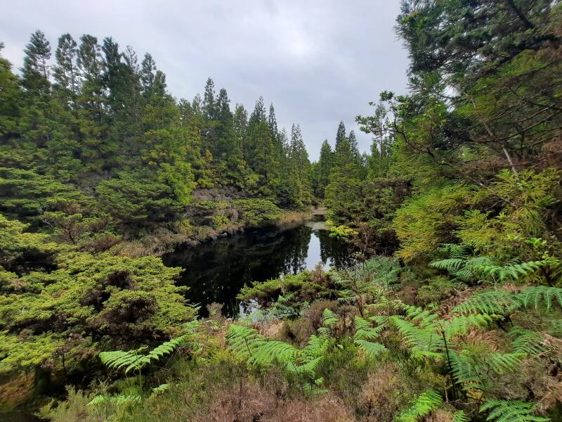 Reserva Florestal Parcial da Serra de S. Barbara e dos Misterios Negros, Terceira Azoren