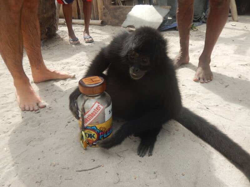 Panama, San Blas Inseln, Affe hält meine Wasserflasche