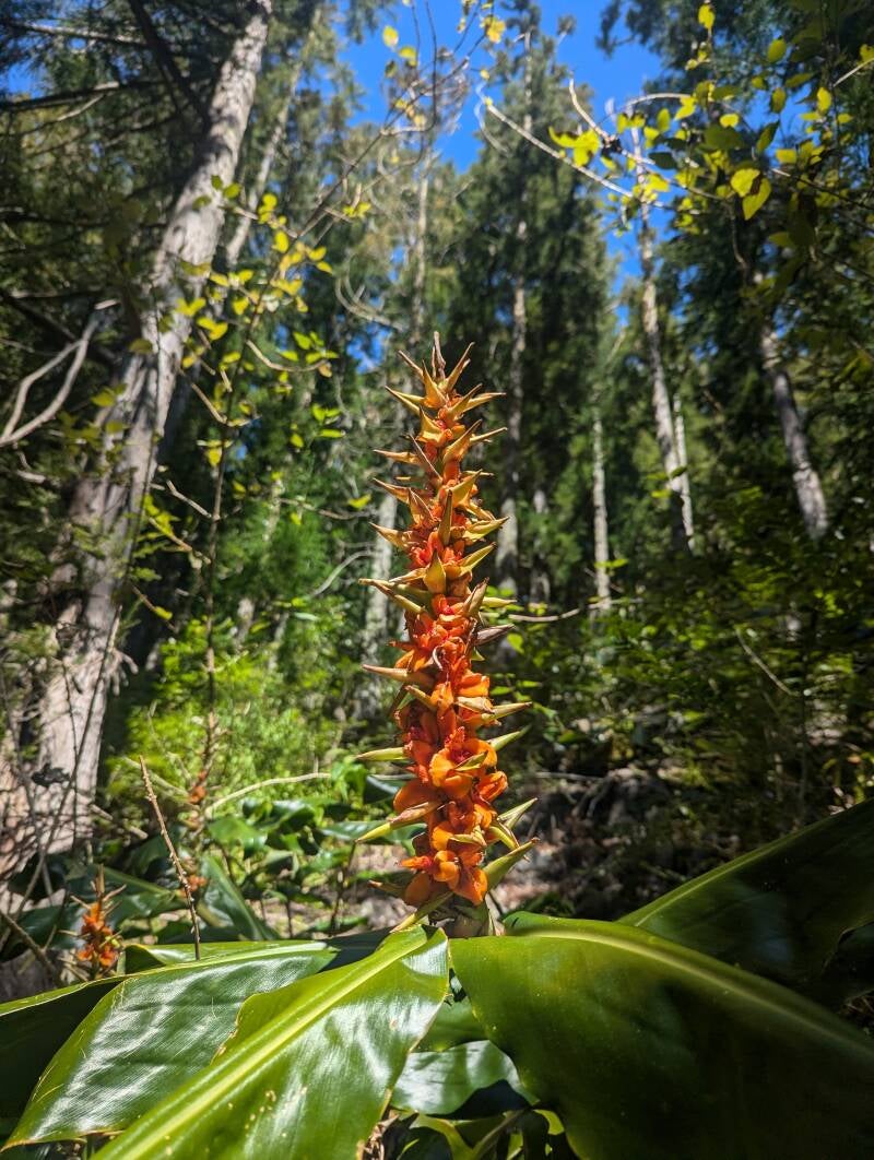 Schmetterlingsingwer auf La Réunion