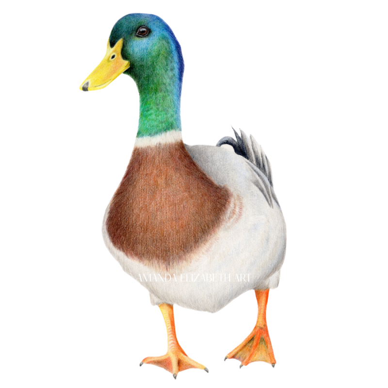 12-standard-0gmpu5.png