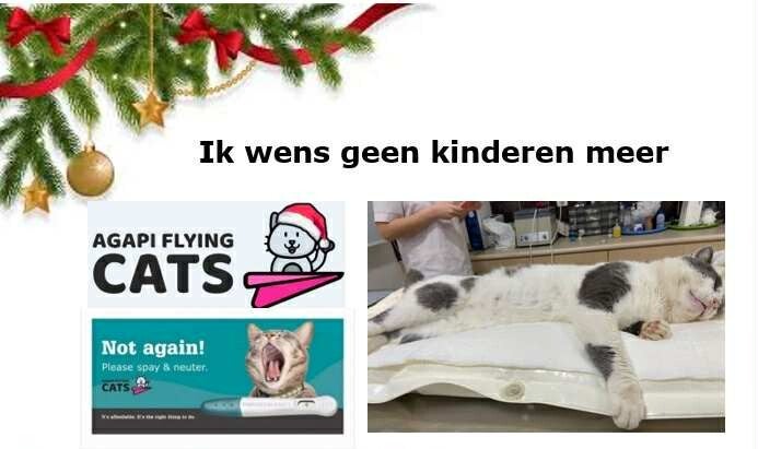 WENS VOOR STERILISATIE STRAATKAT