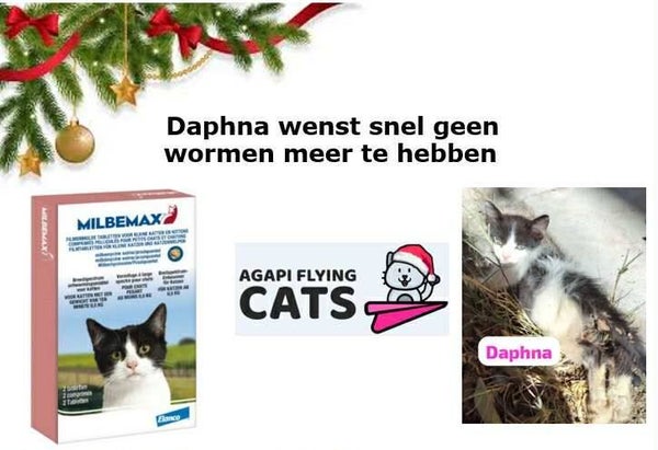 DAPHNE WENST ONTWORMING