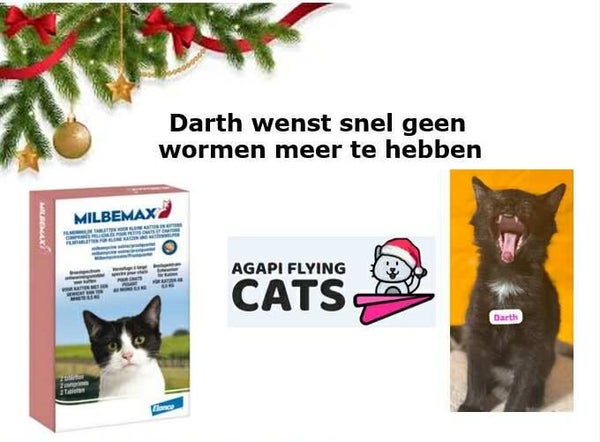 DARTH WENST ONTWORMING