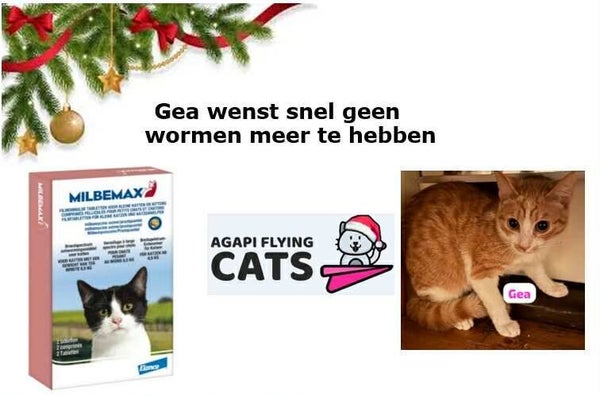 GEA WENST ONTWORMING