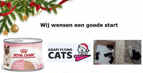 Mama & haar kittens willen speciaal natvoer om sterk te worden