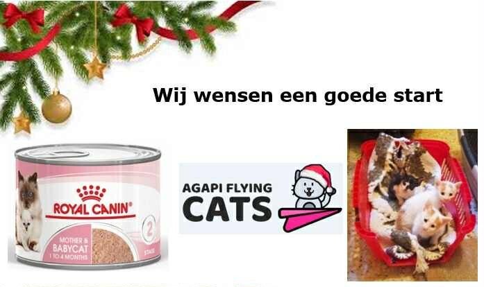 Mama & haar kittens wensen speciaal natvoer om sterk te worden