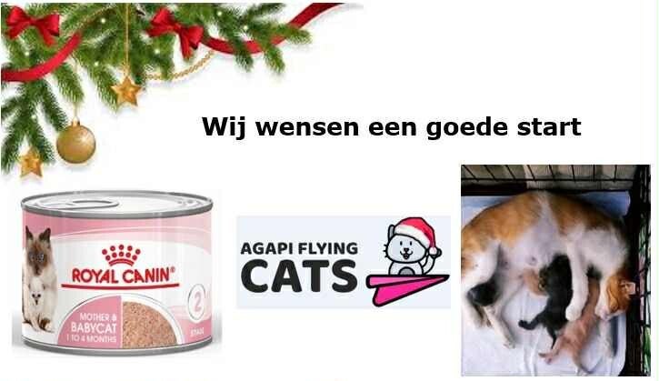 Mama & haar kittens wensen speciaal natvoer om sterk te worden