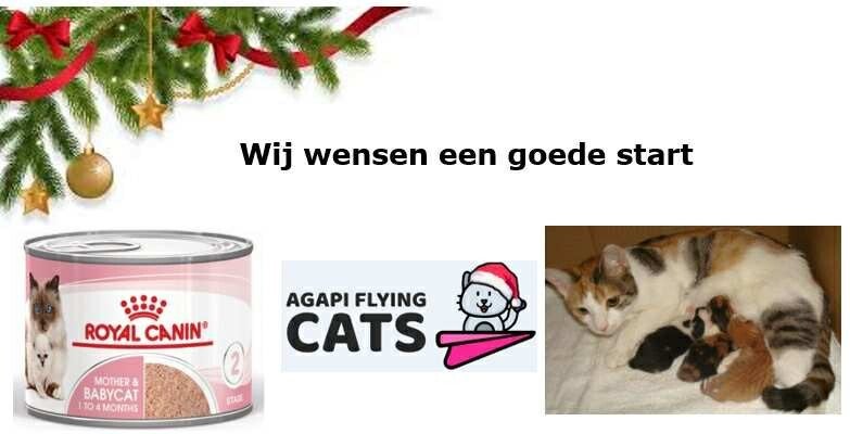 Mama & haar kittens wensen speciaal natvoer om sterk te worden