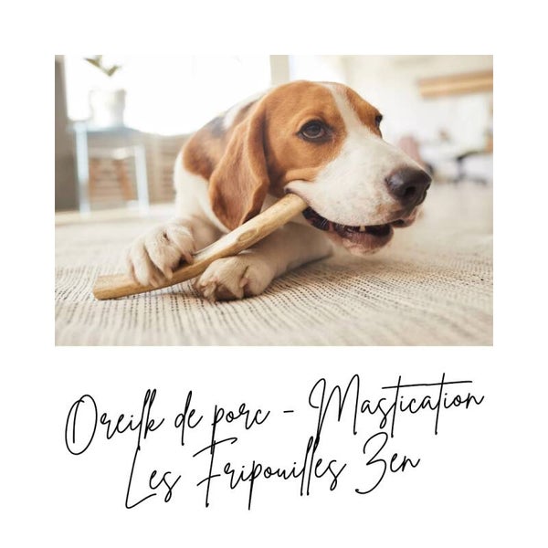 Mastication - Oreille de porc