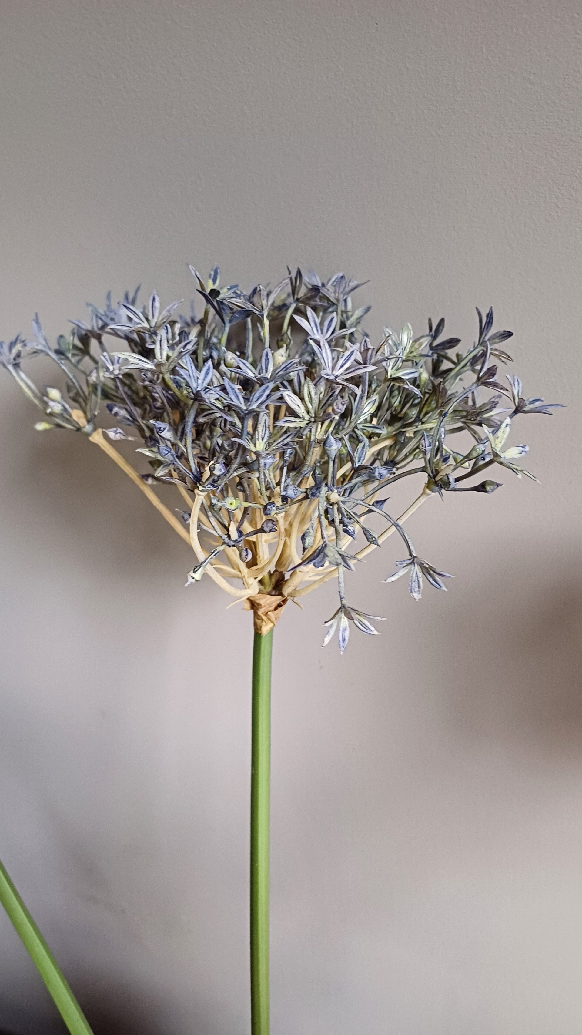 Kunst agapanthus bloem
