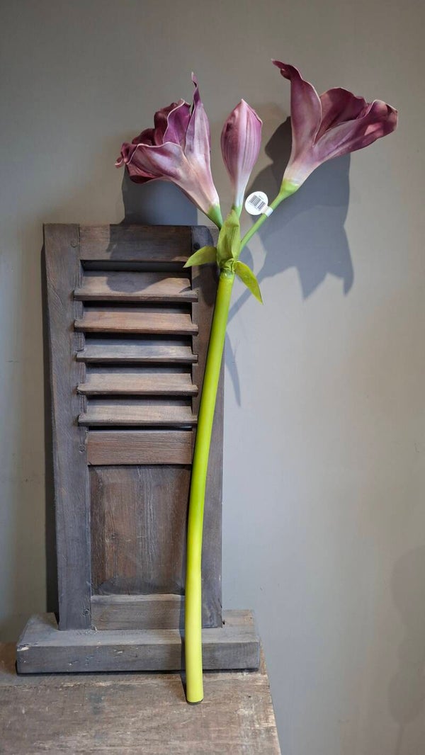 Net echte amaryllis 90cm