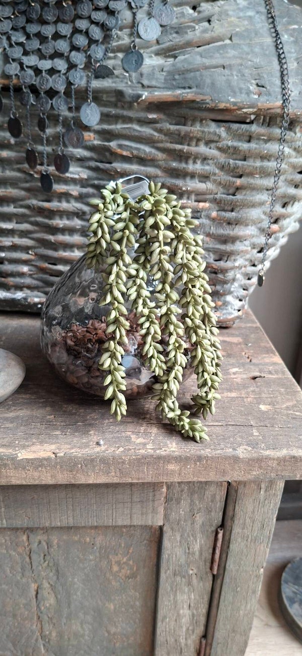 Erwten plantje kunst