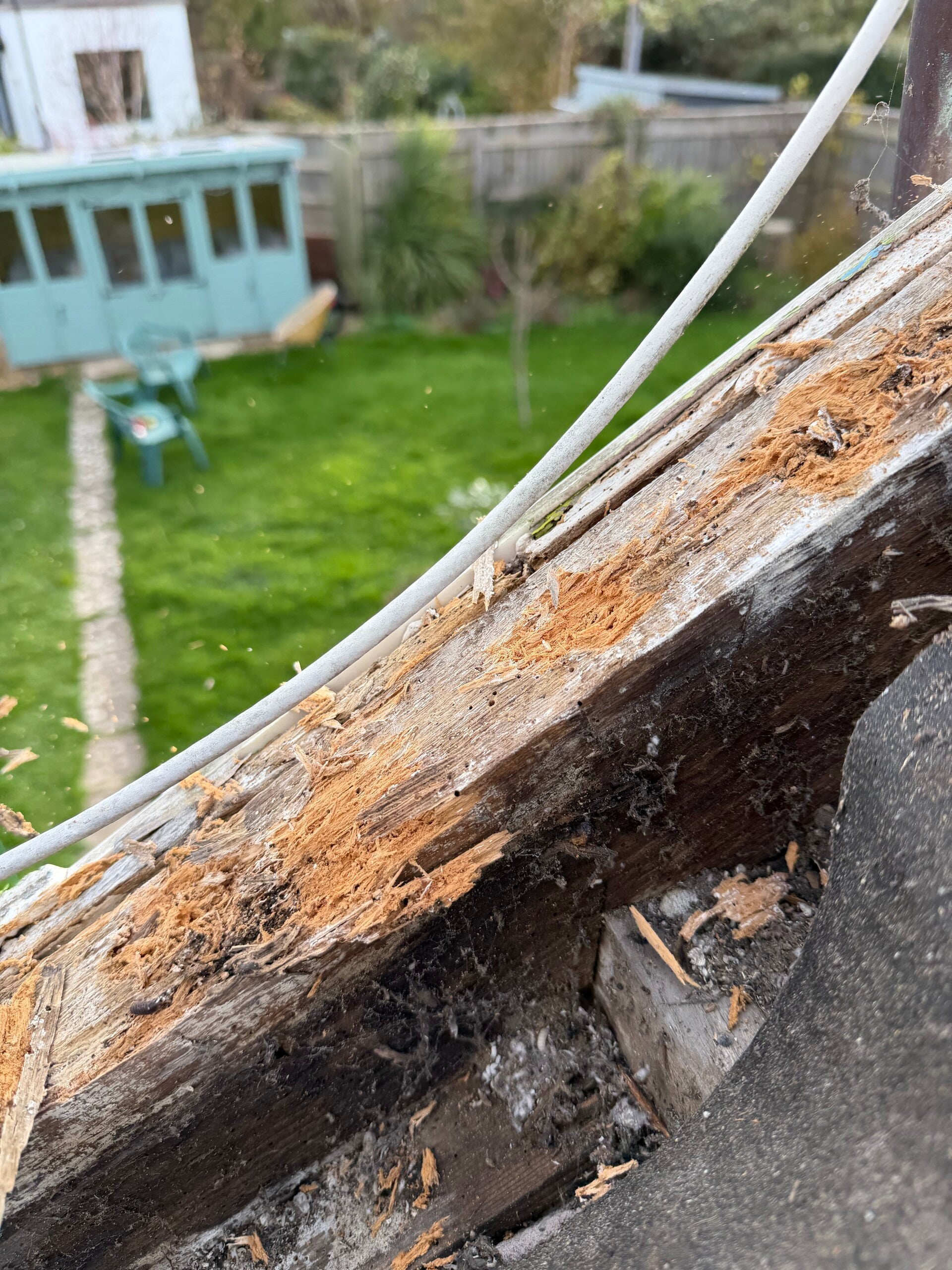 Rotted roof timber exposed during repair work, showing signs of wood decay