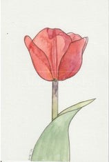 kaart-rode-tulp-april-2025-standard.jpg