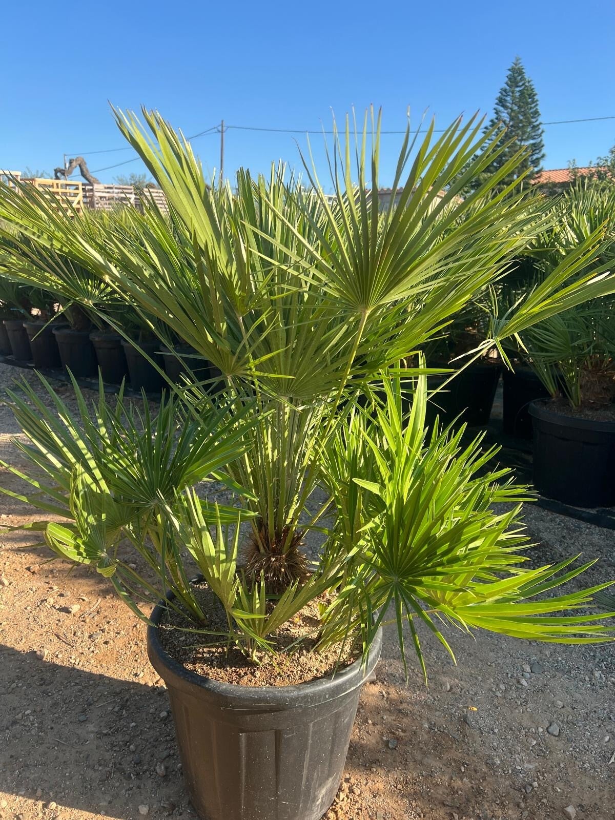 Chamaerops Humilis 35L