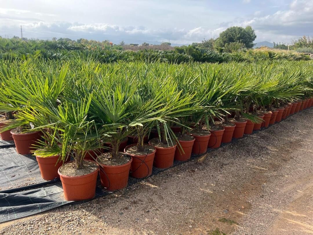 Trachycarpus Fortunei 12L
