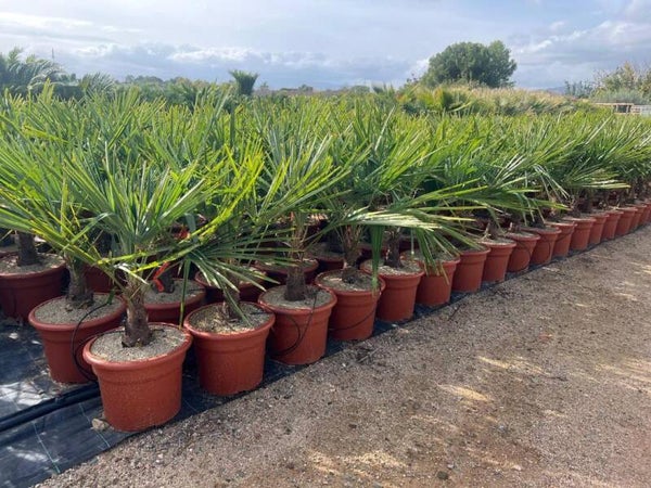 Trachycarpus Fortunei 15L