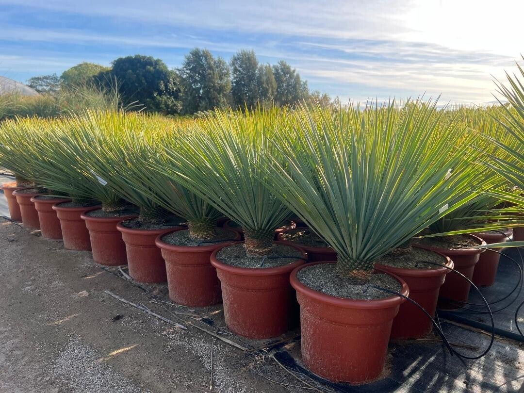 Yucca Rostrata 15L