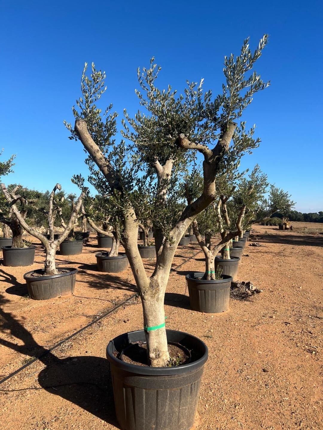 Olea Europaea 180L