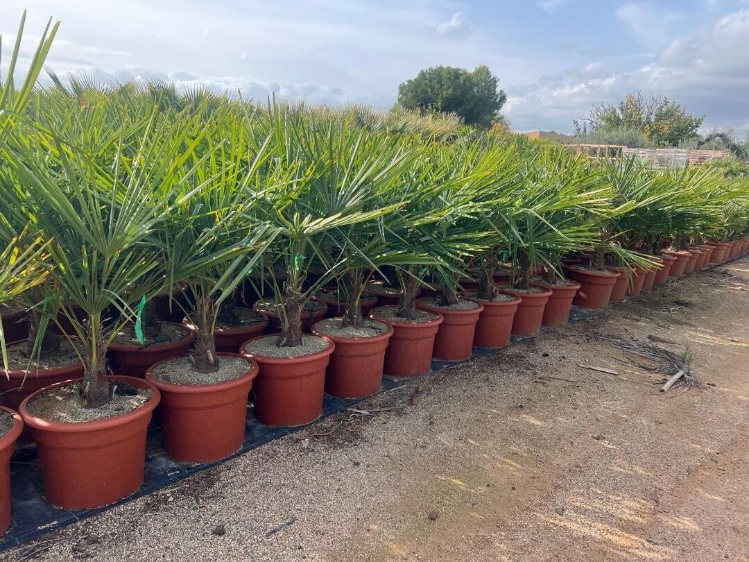 Trachycarpus Fortunei 20L