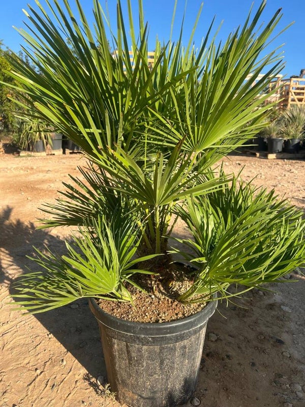 Chamaerops Humilis 25L