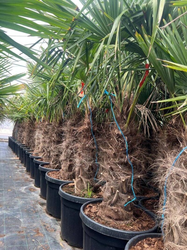 Trachycarpus Fortunei 45L