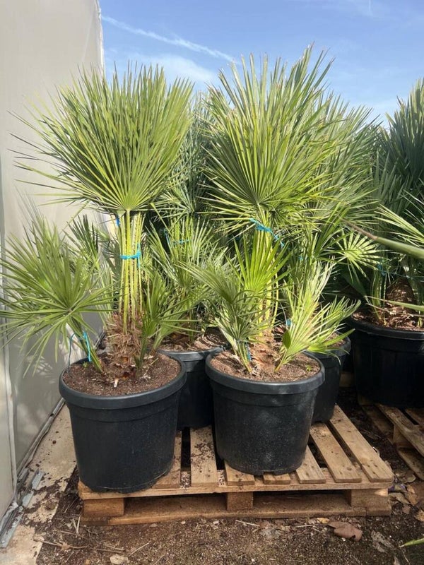 Chamaerops Humilis 45L